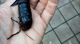 Giant hawk moth emerges from chrysalis in palm of Aussie man