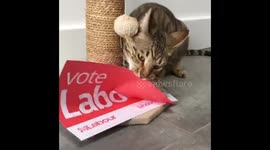 Just a cat chewing a Labour sign on UK election day
