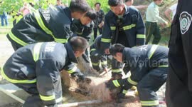 Police shoot wild boar dead after it attacked people on a road