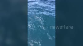 Fisherman's battle to catch seven foot long shark.