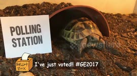 Just a baby tortoise voting in the General Election, kind of