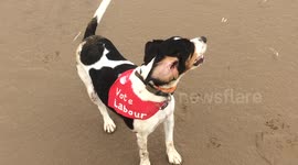 VoteLabour Dog