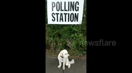 Newsflare Edit - Bowie the cockapoo goes to polling station with owner