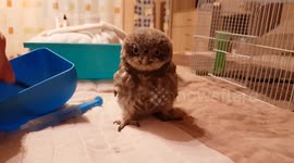 Rescued screech owl eat