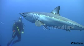 Divers swim with blue and mako sharks off Cape Point, South Africa