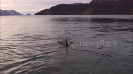 Orca encounter