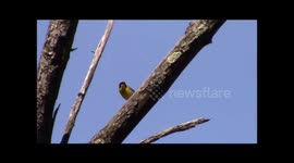 Common Yellowthroat Warbler (male) up close and calling