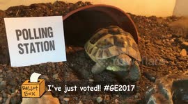 Newsflare Edit - Just a baby tortoise voting in the General Election, kind of