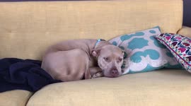 Pitt bull tail wag