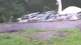 Mute Swans Family by the River