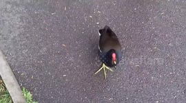 Swans Mag pie and Black Bird Crow