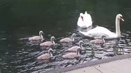 The Swans have a Swim today 7 Cygnets