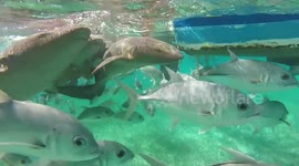 This is what swimming with dozens of sharks looks like