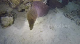 Diver gets face to face with a moray eel