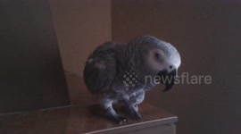 Angry pet parrot leaps at owner's camera