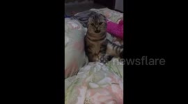 Cat appears to copy voice of owner