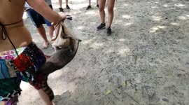 'Vicious' raccoon attacks tourist in Costa Rica