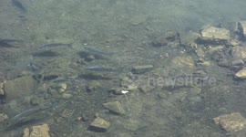 grey mullet in weymouth harbour