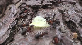 Horde of wood ants investigate a crisp