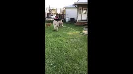 Dog walks donkey
