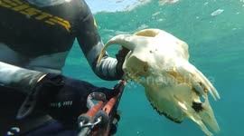 Diver finds a scary skull