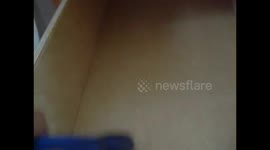 insanity + bird = what? (pt. 2 of the drawer thing)