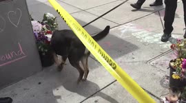 Bomb sniffing dog goes through Portland stabbing memorial