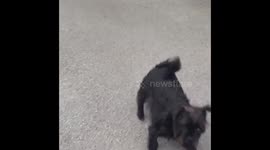 Ball is bigger than the dog but she loves it!!!