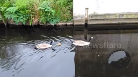 Baby goose learns to swim