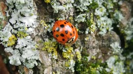 Lady Bug Love Hotel