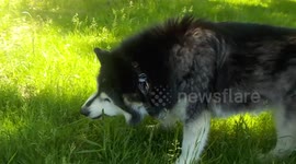 Pinga My Alaskan Malamute Grazes on Grass