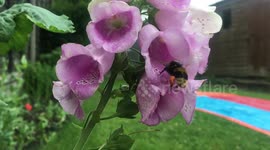 Slow motion Bumble Bee doing a wee