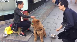 Busker Dog in Shades