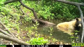 blond Black Bear behavior 8June2017