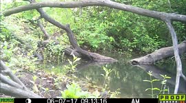 bear drinks and birds eat 7June2017
