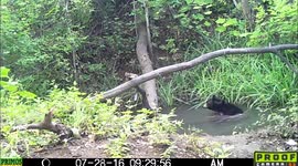 two young bears play at pool twice 28July2016