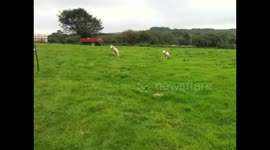 Baby Lambs playing