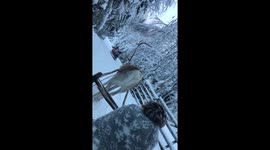Reindeer ride through snowy woodlands