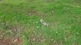 Squirrel eating food in the Southall park.