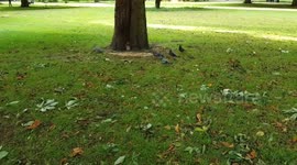 Pigeon with Squirrel eating food in the park.