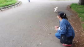Dog attacked squirrels