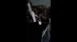 Kittens and rat form unlikely friendship