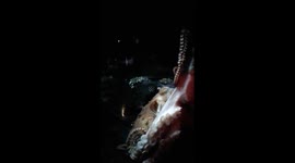 Absolutely amazing close up footage of the lungs of the Octopus from the Oklahoma aquarium