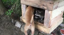 Wild baby raccoons have fun with their puppy playmate