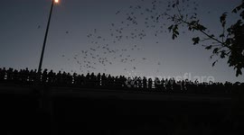 Austin Texas Bat Bridge