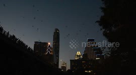 Austin Texas Bat Bridge