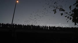 Thousands of bats come out from under Austin bridge to feed
