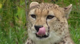Big Cats Licking Marathon