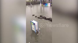 Family of buffalo swim in floodwater in China