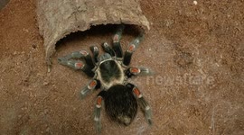 Docile venomous tarantulas
